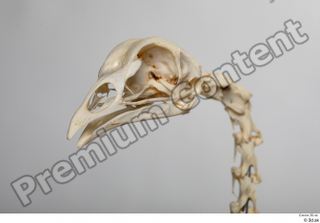 Chicken skeleton chicken skeleton 0015.jpg